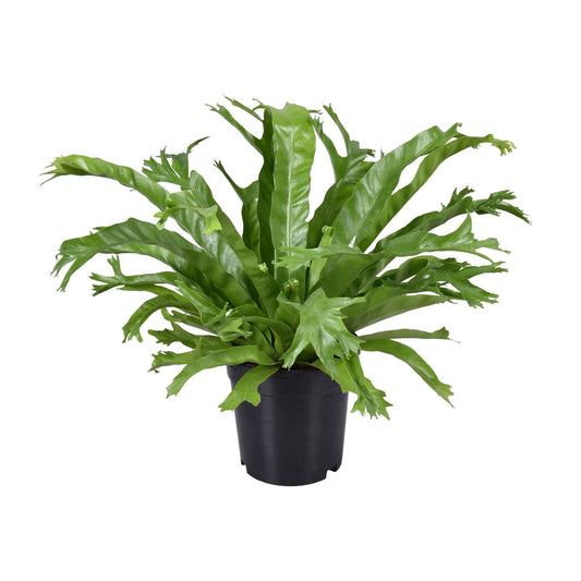 Asplenium nidus Crissie – Pflegeleichter Nestfarn Ø17cm