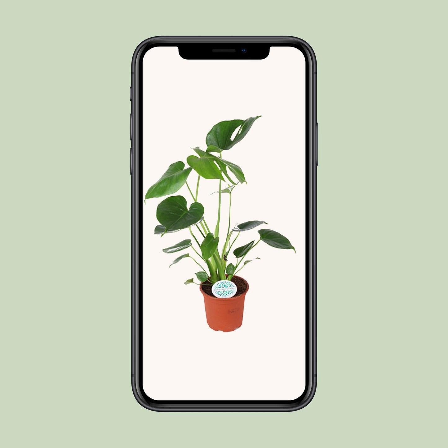 Monstera Deliciosa – Tropische, pflegeleichte Zimmerpflanze Ø14cm