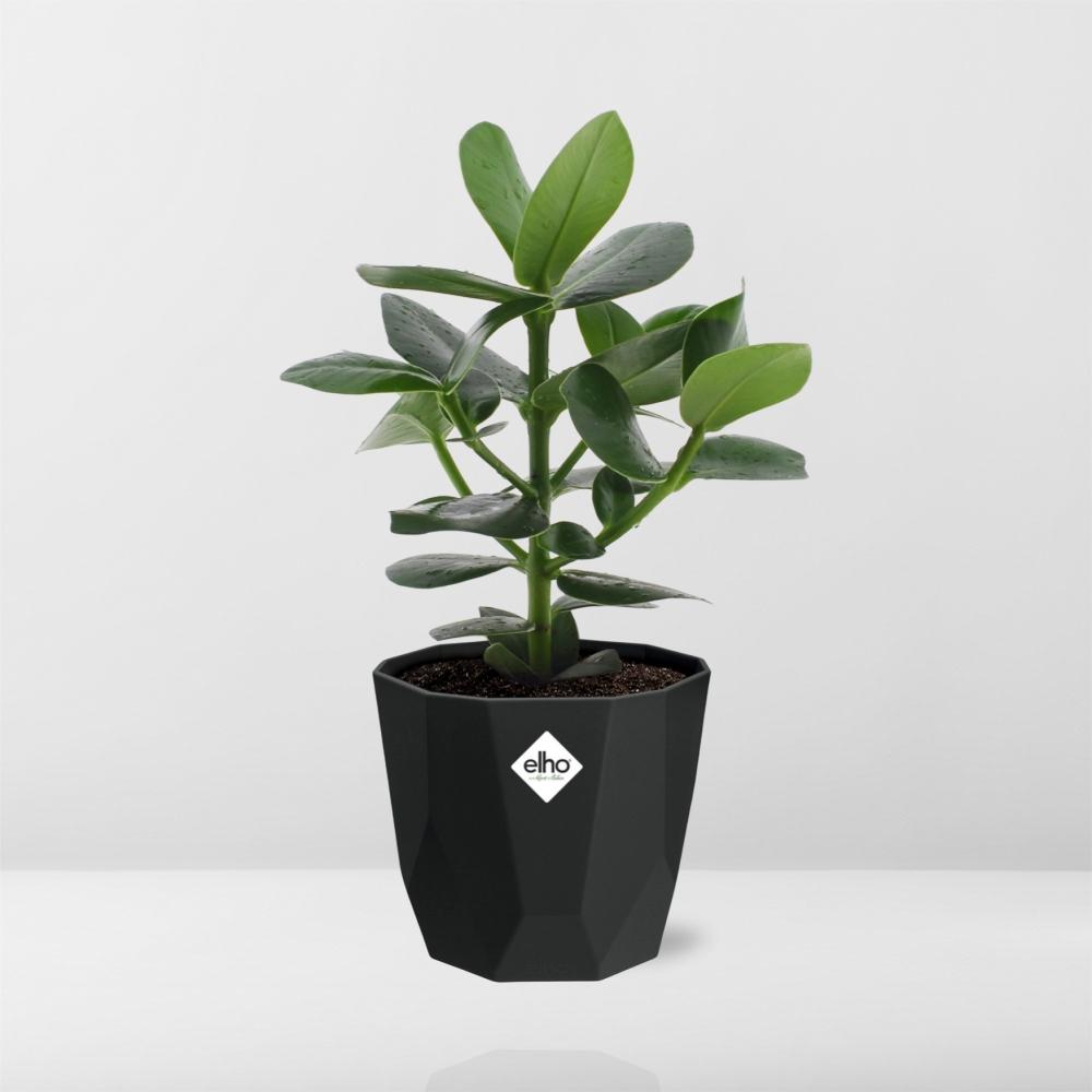 Clusia Princess – Luftreinigende Zimmerpflanze 14cm