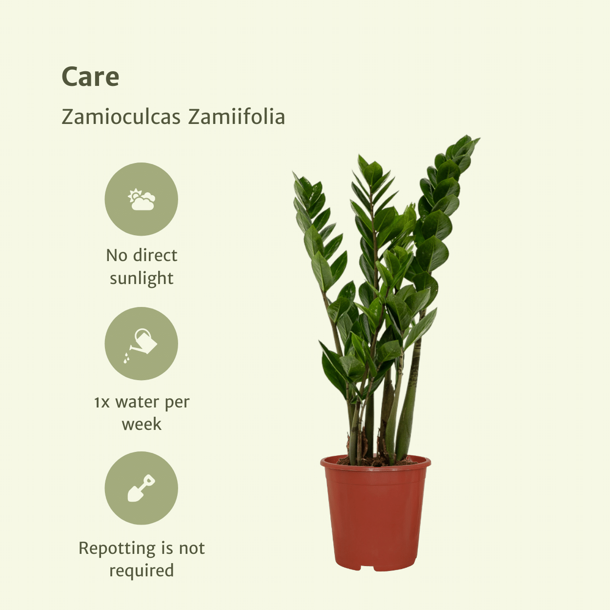 2x Zamioculcas Zamiifolia – Smaragdpalme, 50 cm, ø14 cm