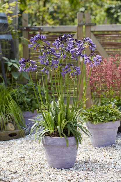 Agapanthus 'Poppin Purple' – Leuchtend lila Blütenpracht