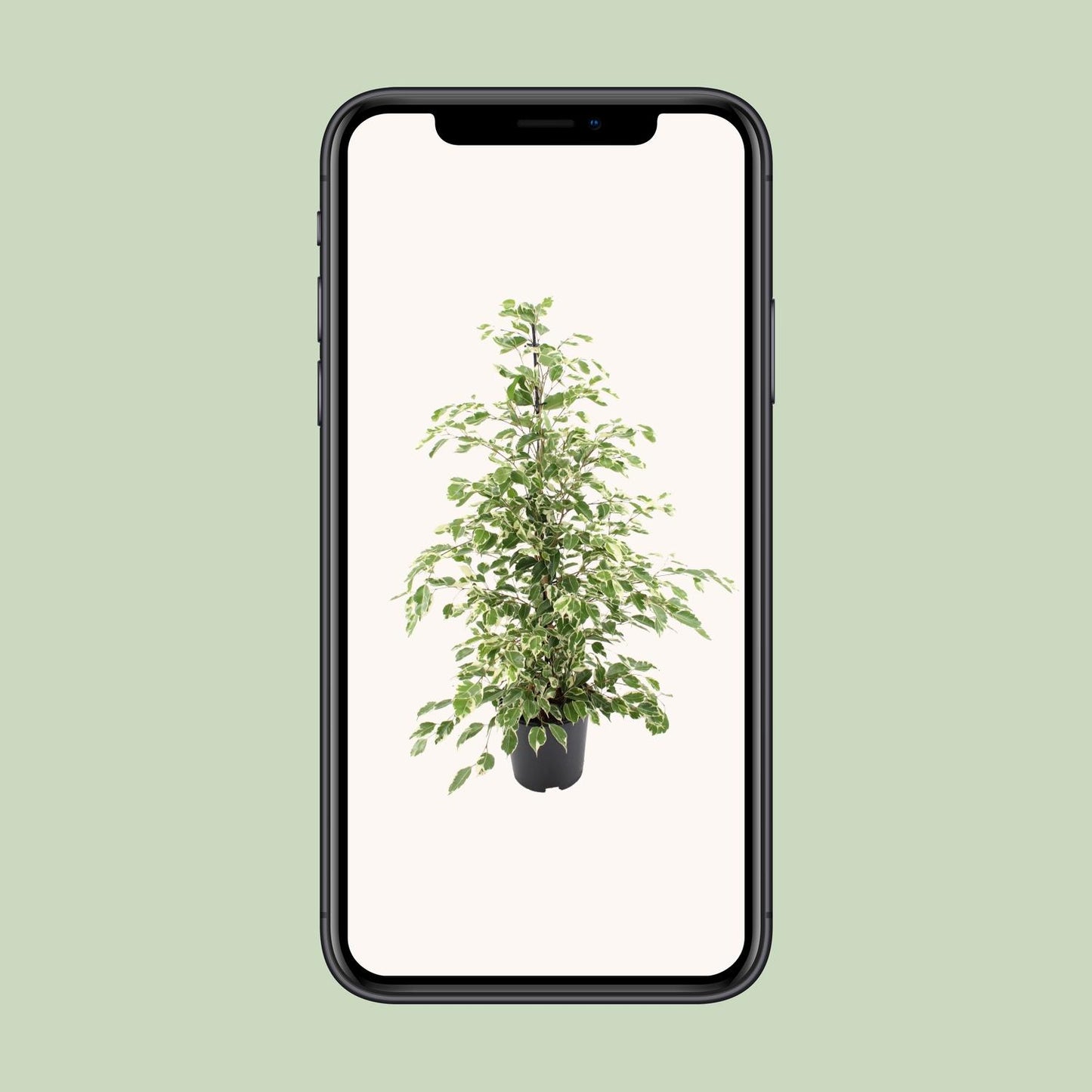 Ficus benjamina Twilight – Elegante pflegeleichte Zimmerpflanze Ø21cm