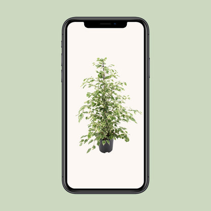 Ficus benjamina Twilight – Elegante pflegeleichte Zimmerpflanze Ø21cm