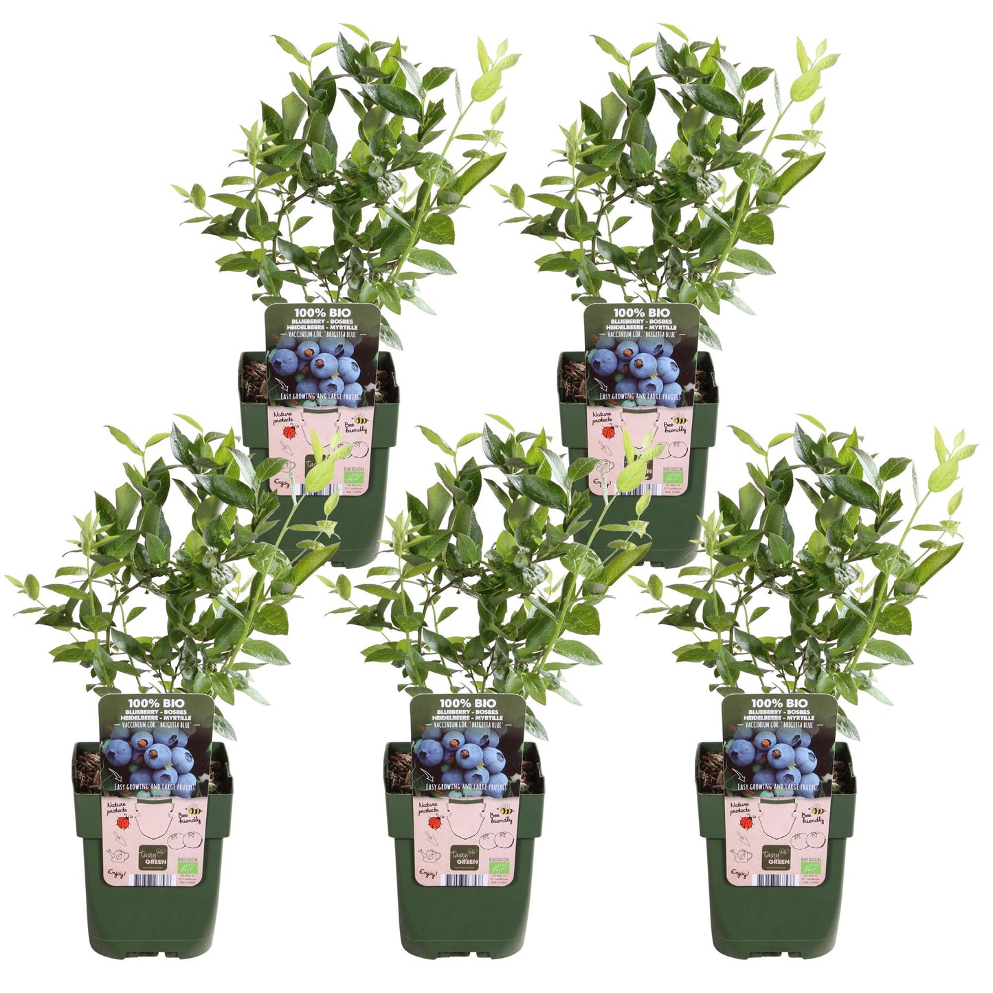 5x Vaccinium corymbosum 'Brigitta Blue' – Bio-Blaubeeren im Topf Ø13cm