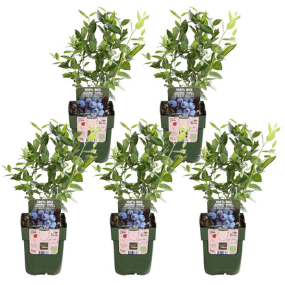 5x Vaccinium corymbosum 'Brigitta Blue' – Bio-Blaubeeren im Topf Ø13cm