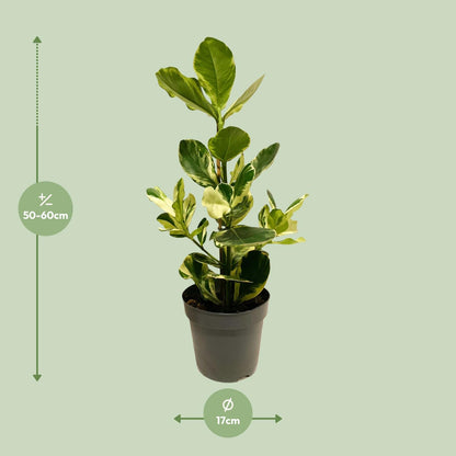 Clusia Rosea White Star – Pflegeleichte Zimmerpflanze Ø17cm