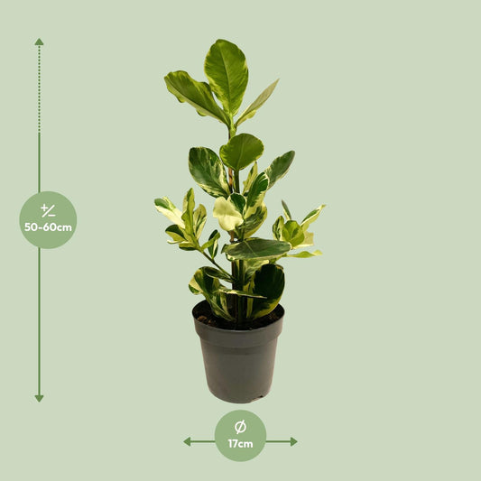 Clusia Rosea White Star – Pflegeleichte Zimmerpflanze Ø17cm