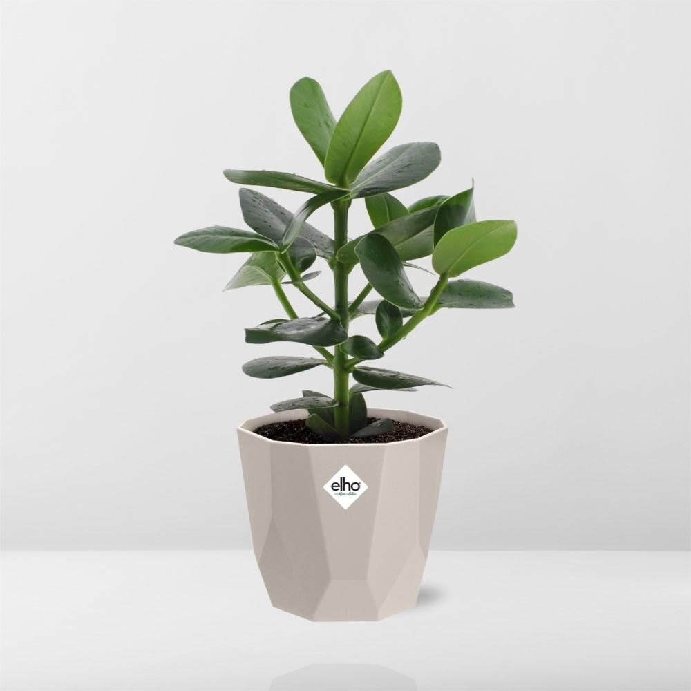 Clusia Princess in ELHO b.for rock 14 cm warm grey