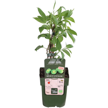 Actinidia arguta 'Issai' - Selbstfruchtende Kiwibes Ø13cm