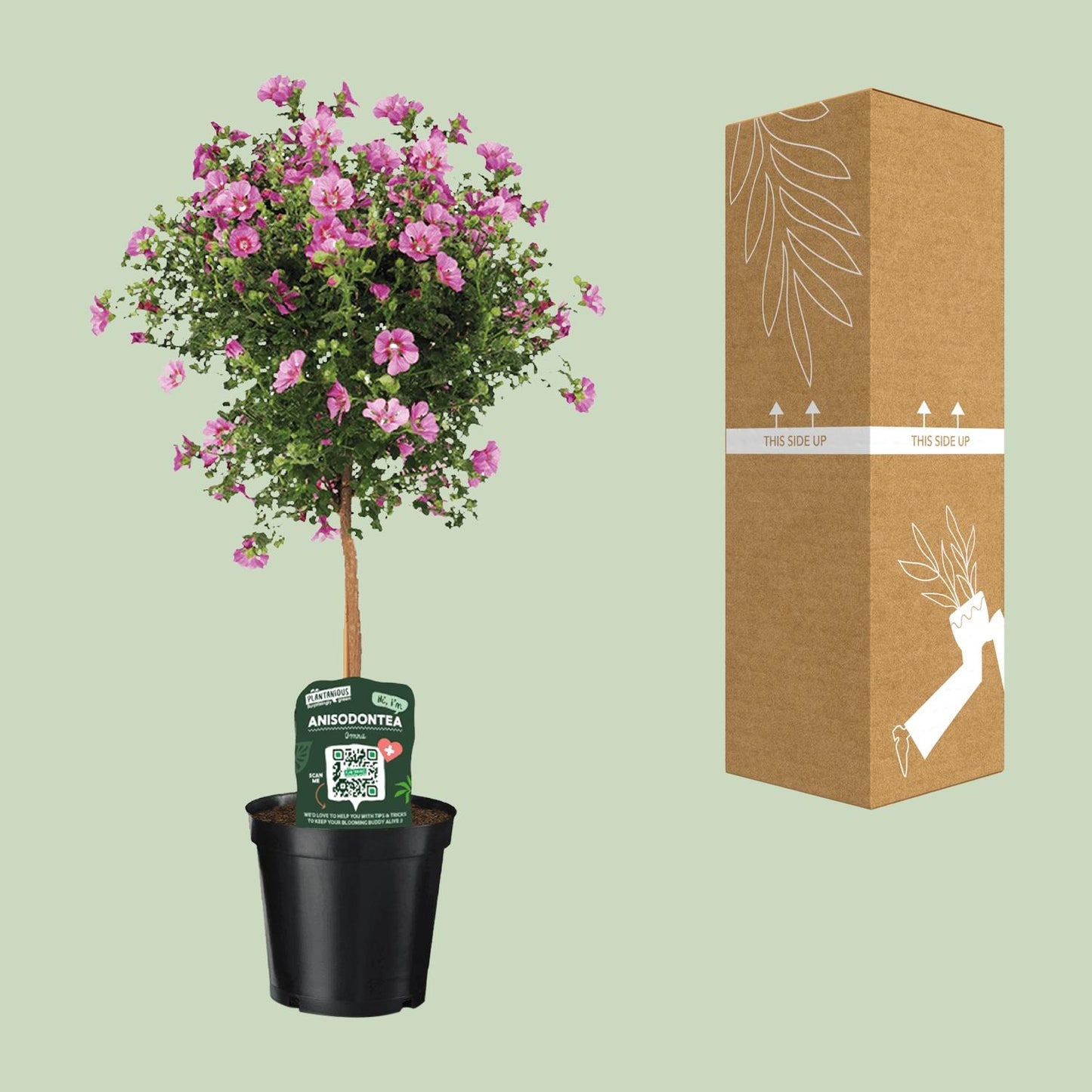 Anisodontea Elegans – Kapmalve im 19 cm Topf, ca. 75 cm hoch