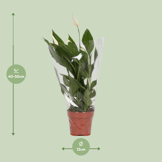 Spathiphyllum Alana – Pflegeleichte, luftreinigende Zimmerpflanze Ø12cm