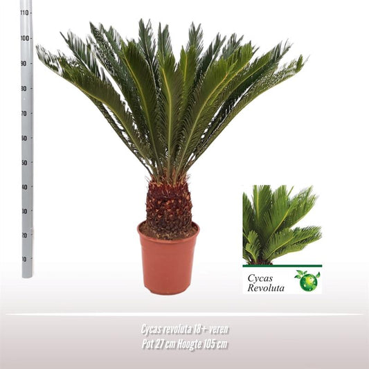 Cycas Revoluta - Robuste und pflegeleichte Zimmerpflanze Ø27 cm