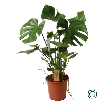 Monstera Deliciosa – Tropisches Fensterblatt 60 cm
