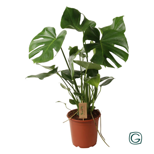 Monstera Deliciosa – Tropisches Fensterblatt 60 cm