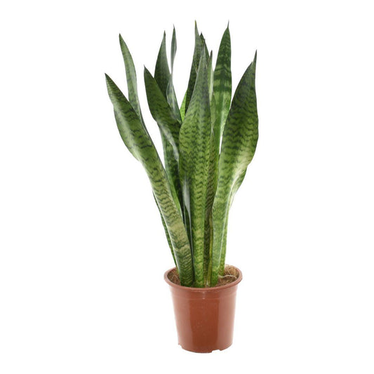 Sansevieria Zeylanica – Pflegeleichte & Luftreinigende Zimmerpflanze Ø17cm