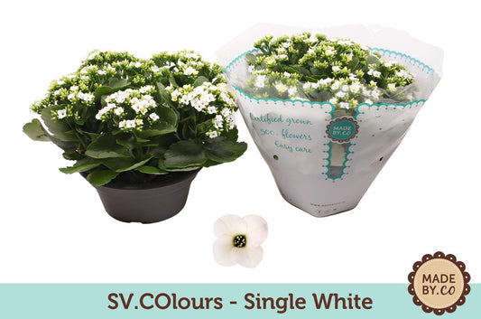 Kalanchoe Single White – Pflegeleichte Blühpflanze Ø23cm