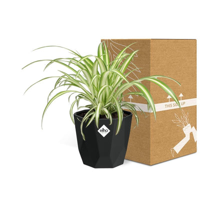 Chlorophytum Comosum Variegatum – Pflegeleichte Grünlilie 14cm