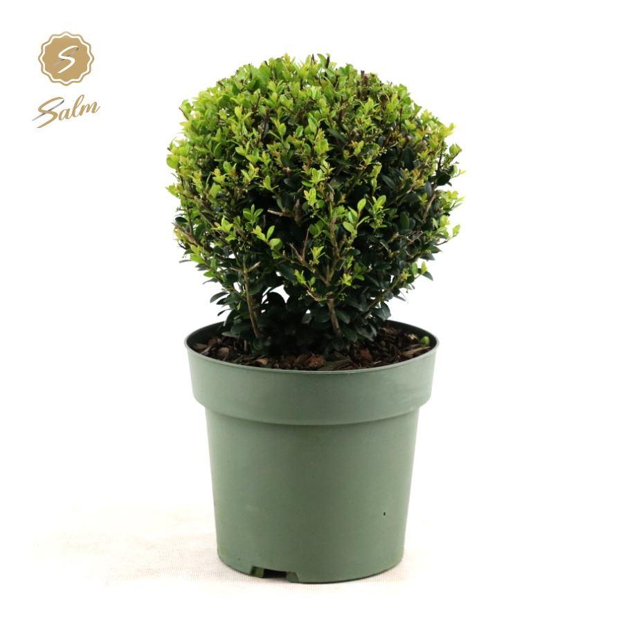 Ilex Crenata 'Jenny'® Ball Ø20cm – Pflegeleichter Buchsbaum-Ersatz