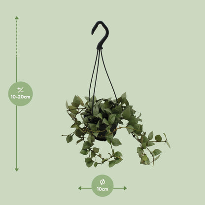 Hoya Krohniana Eskimo Super Silver – Pflegeleichte Wachsblume Ø11cm