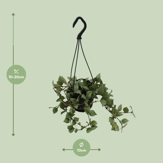 Hoya Krohniana Eskimo Super Silver – Pflegeleichte Wachsblume Ø11cm