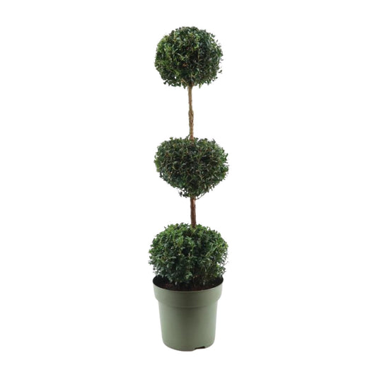Buchsbaum Trio-Ball Ø27cm, 110cm hoch – Pflegeleichter Formschnitt-Klassiker