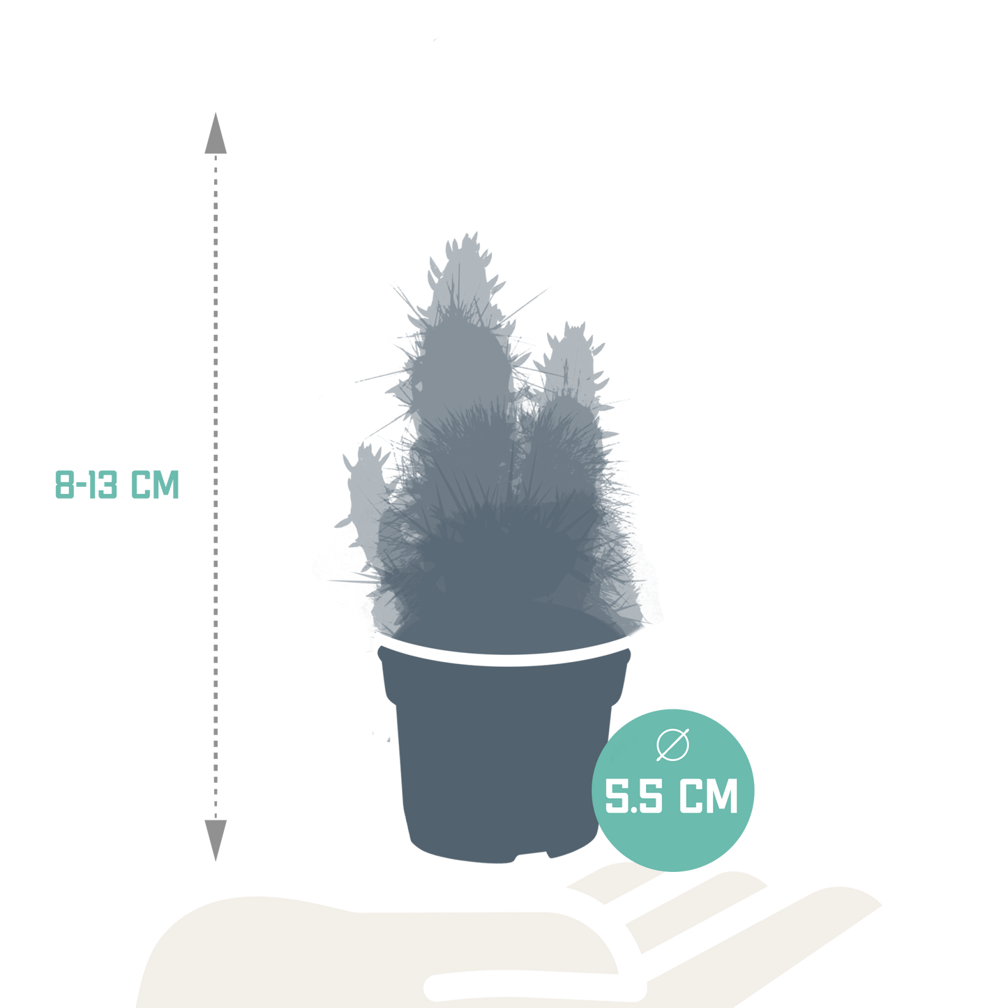 Kakteenmischung 5,5 cm – 5er Set ohne Topf