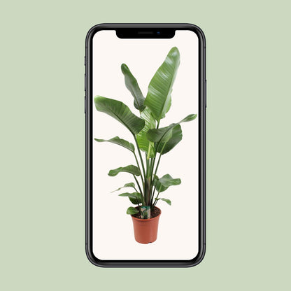 Strelitzia Nicolai – Paradiesvogelblume 21 cm Ø, 120 cm hoch