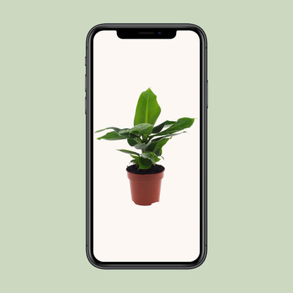 Zwerg-Banane 'Oriental Dwarf' – Pflegeleichte Tropenpflanze Ø12cm