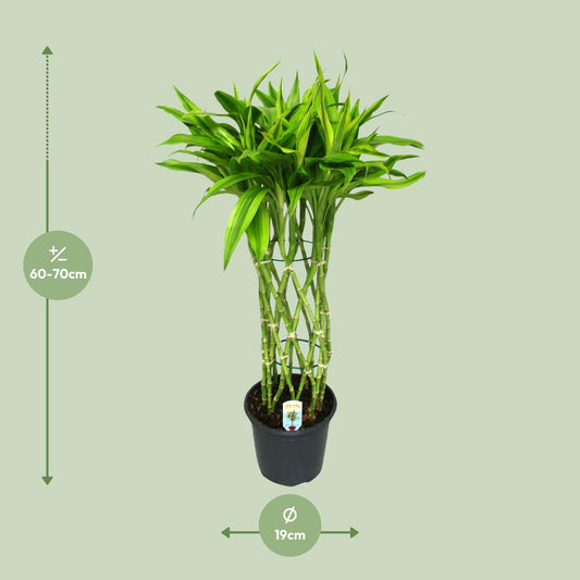 Dracaena Sandriana Gold – Elegante pflegeleichte Zimmerpflanze