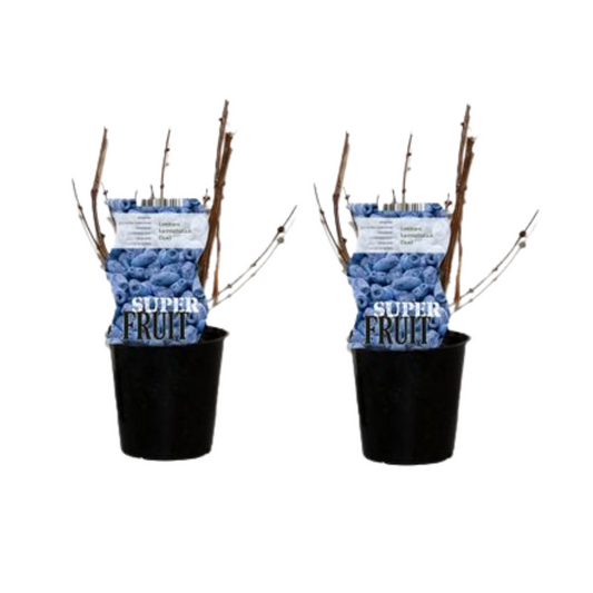 Lonicera Duet (Honigbeere) – 2er Set, Ø12 cm, ca. 30 cm hoch