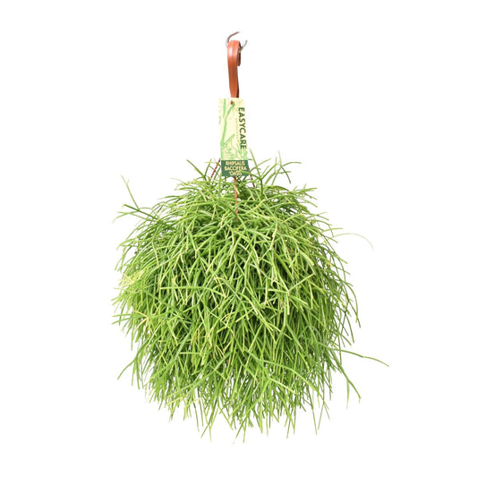 Rhipsalis Baccifera Oasis – Pflegeleichte Zimmerpflanze Ø17 cm