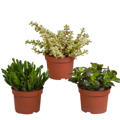 Crassula-Mischung 3er-Set – pflegeleichte Sukkulenten
