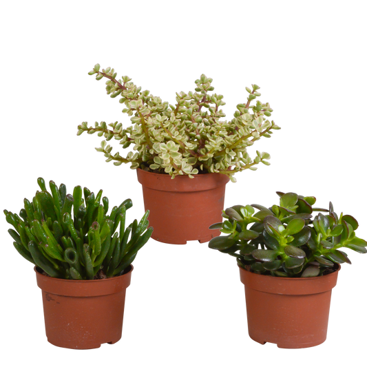 Crassula-Mischung 3er-Set – pflegeleichte Sukkulenten