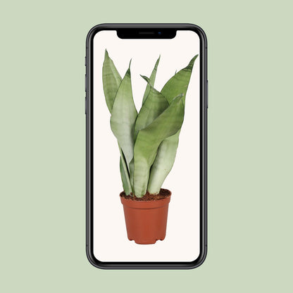 Sansevieria Trifasciata Moonshine – Pflegeleichte Zimmerpflanze Ø12cm
