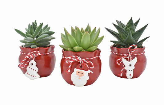Sukkulenten im Weihnachtsmann-Topf – 3er Set Ø6cm