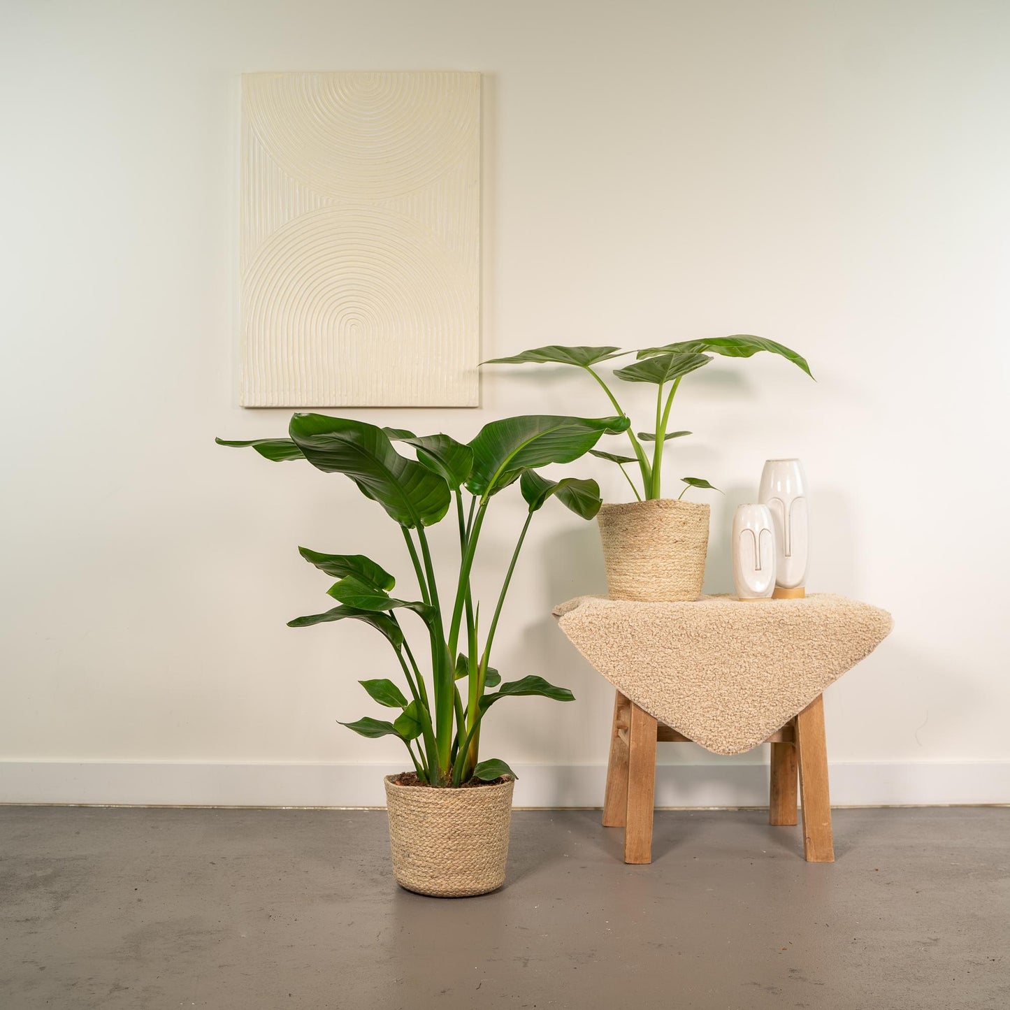 Tropisches Zimmerpflanzen-Set mit Strelitzia & Alocasia im Korb