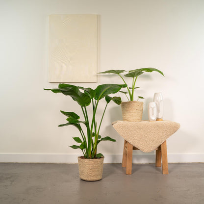 Tropisches Zimmerpflanzen-Set mit Strelitzia & Alocasia im Korb