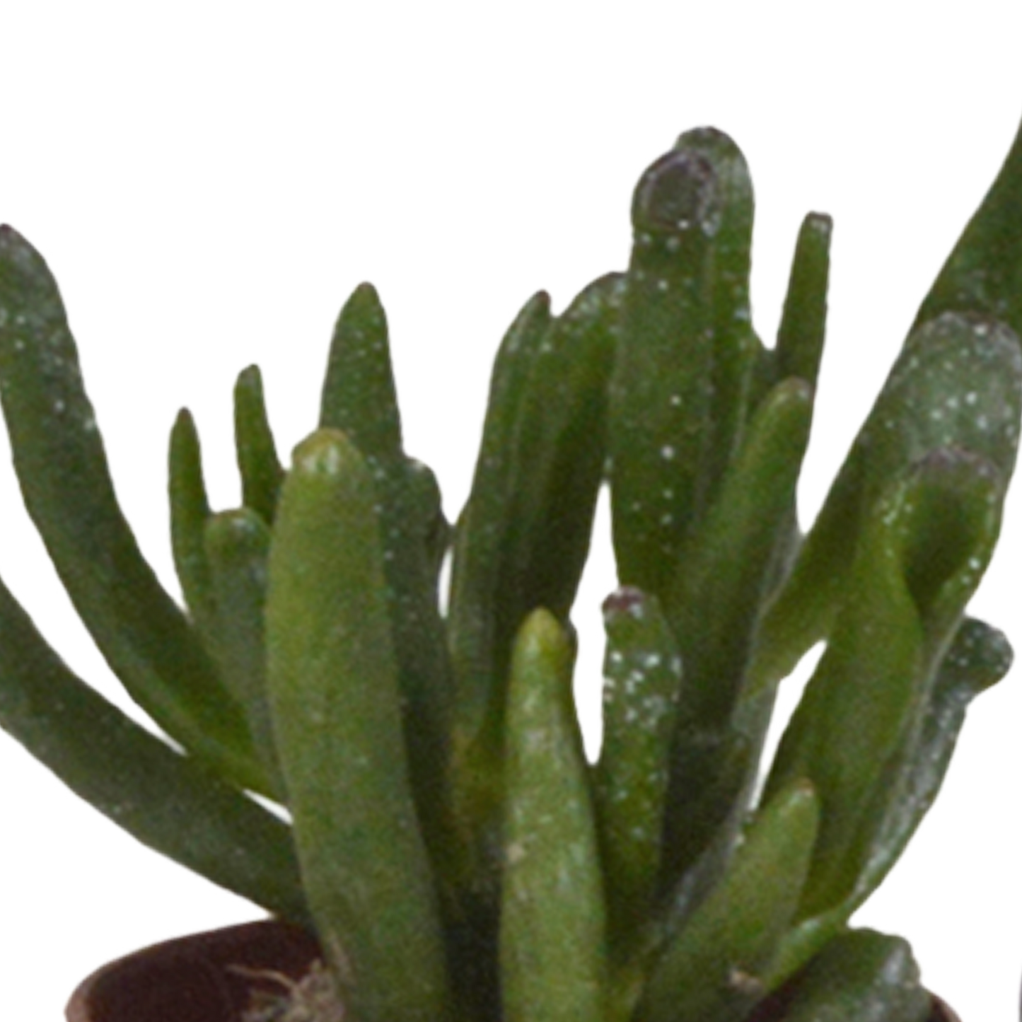 Vetplanten-Sukkulenten-Mischung im weißen Topf 5x 5,5 cm