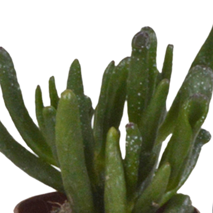 Vetplanten-Sukkulenten-Mischung im weißen Topf 5x 5,5 cm