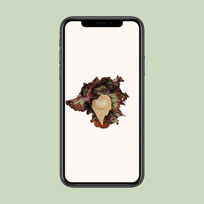 Begonia Rex Balboa – Farbenfrohe, pflegeleichte Zimmerpflanze Ø12 cm
