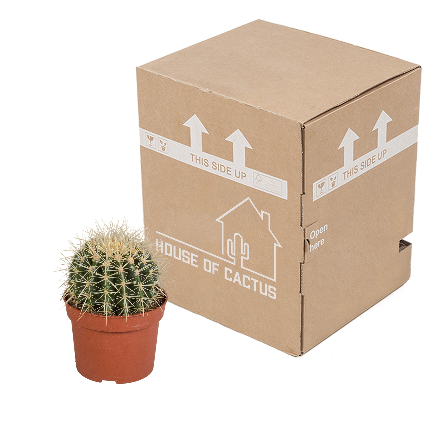 Echinocactus grusonii – Pflegeleichter Kugelkaktus 12 cm