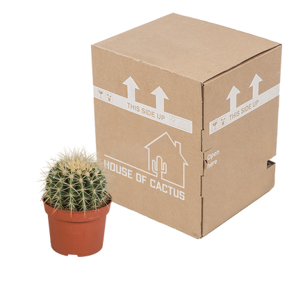 Echinocactus grusonii – Pflegeleichter Kugelkaktus 12 cm