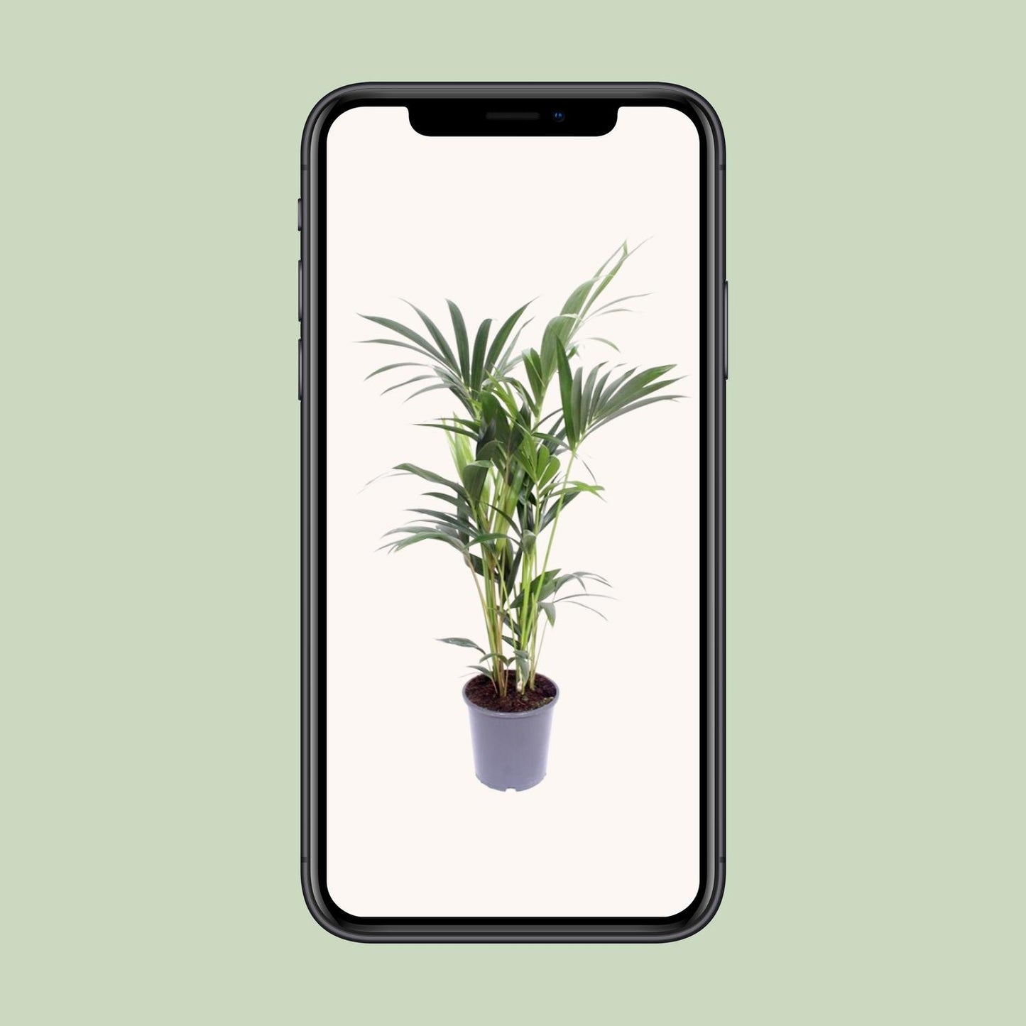 Howea forsteriana (Kentia-Palme) Ø14cm – 50cm hoch