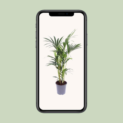 Howea forsteriana (Kentia-Palme) Ø14cm – 50cm hoch
