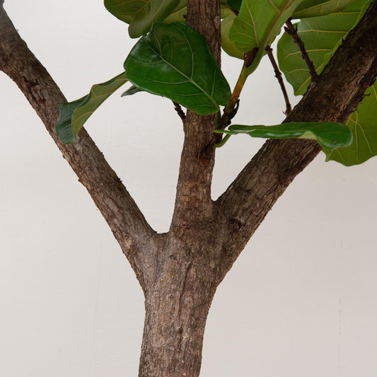 Ficus Lyrata XXL – Geigenfeige 270 cm, ø45 cm