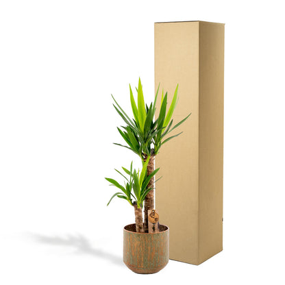 Yucca mit Topf – 100 cm Höhe, Ø 21 cm