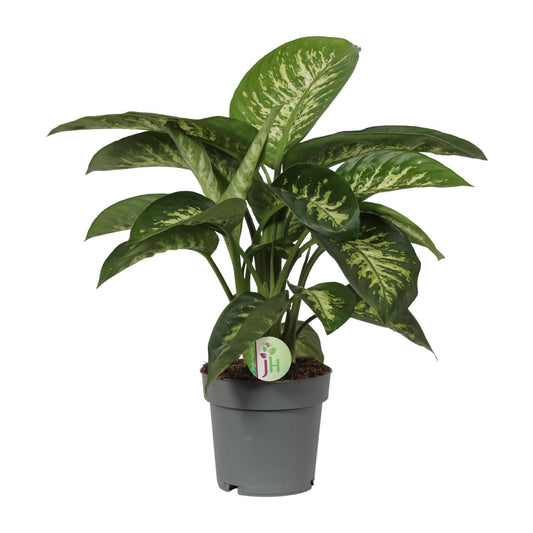 Dieffenbachia Reeva – Pflegeleichte Zimmerpflanze Ø19cm