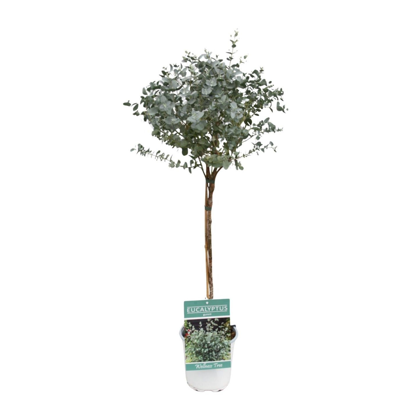 Eukalyptus am Stamm – Ø17cm, 80cm Zimmerpflanze