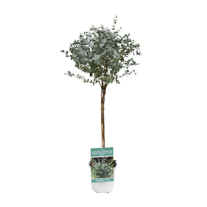 Eukalyptus am Stamm – Ø17cm, 80cm Zimmerpflanze