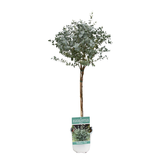 Eukalyptus am Stamm – Ø17cm, 80cm Zimmerpflanze